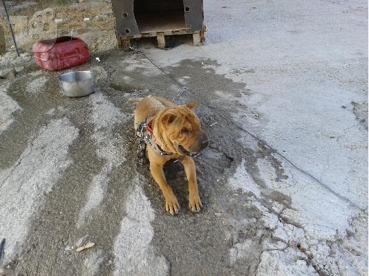 shar pei